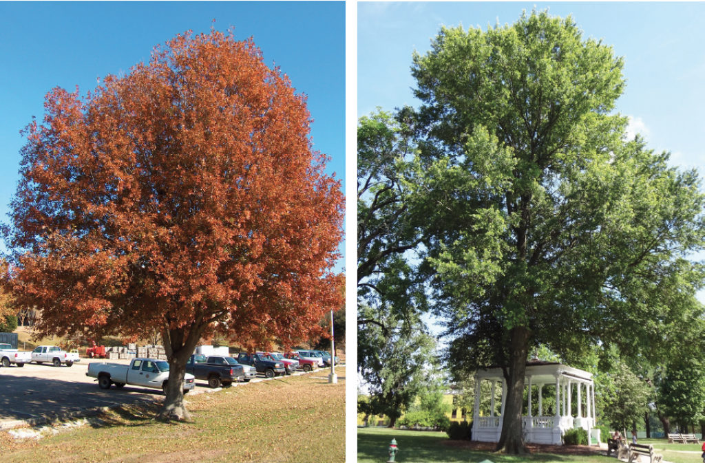 Remove unhealthy trees and branches now to protect your home from ...