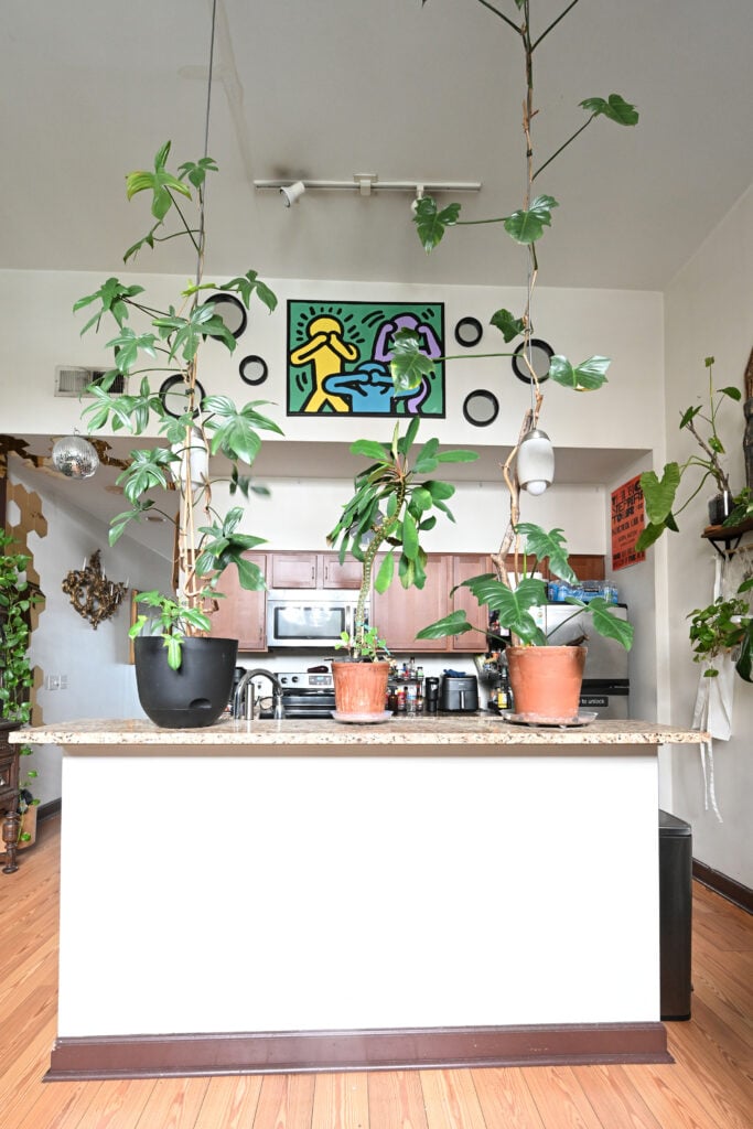 Plant-filled kitchen with wood cabinets, artwork and large potted plants